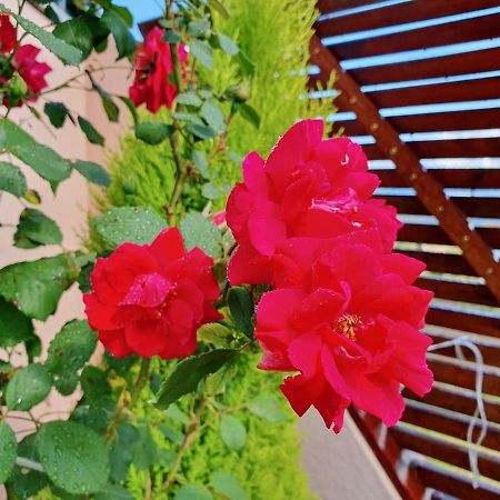 Rosinha Country House Vale de Cambra Kültér fotó